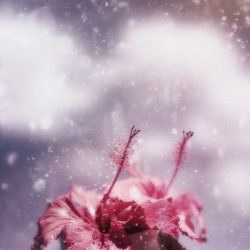 Vintage flower in the summer rain