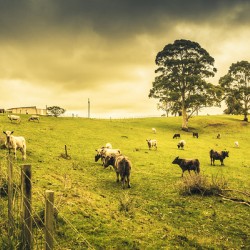 Colourful Australian cattle station