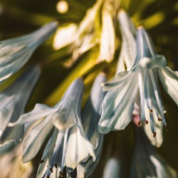 Vintage Agapanthus flower