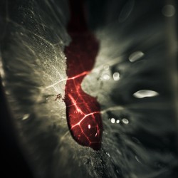 Bloody leaf evidence at a forest crime scene 