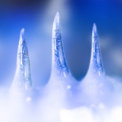 Frozen icicle melting from snow and ice glacier 
