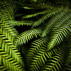 Twilight rainforest fern 