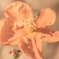 Softness And Serenity