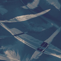 Feathers floating in the air