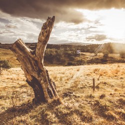 Arid Tasmania bush landscape