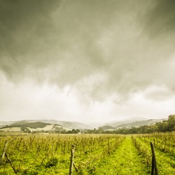 Huon valley vineyard in winter