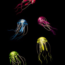 In colours of swirling jellyfishes 