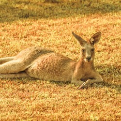 Australian Lawn Mower