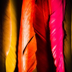Colourful feather art