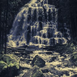 Forest falls