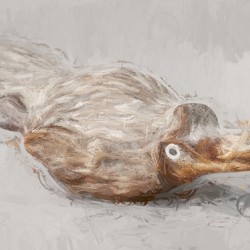 Playful Platypus