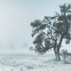 Alleena winter landscape