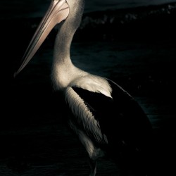 Twilight Pelican