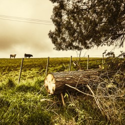 Tasmanian Country Farm Details