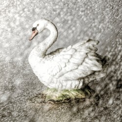 In the mist of rains