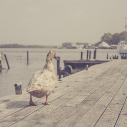 Vintage bird walking along a beach promenade