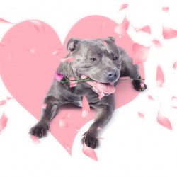 Dog with pink rose on heart shape background