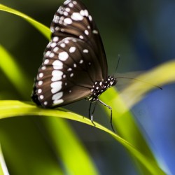 Tropical Butterfly