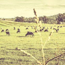 Instagram styled Australian farmyard
