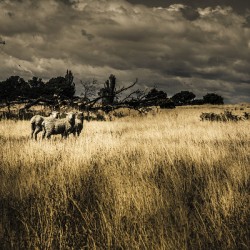 Nature photo of Tasmanian countryside in Australia