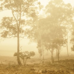 Beauty in a forest fog