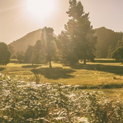 Zeehan afternoon meadows