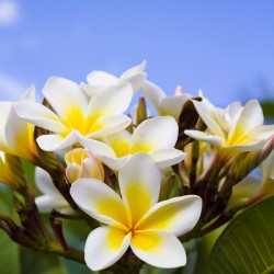 Beautiful white frangipani flowers