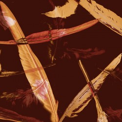 Abstract feathers falling on brown background