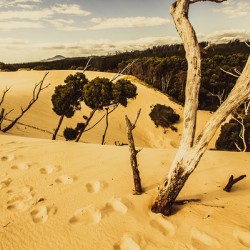 Strahan sand dune landscape
