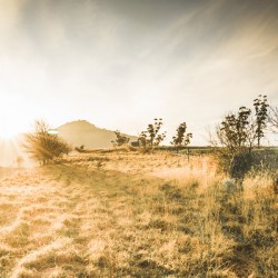 Morning Tasmanian fog landscape