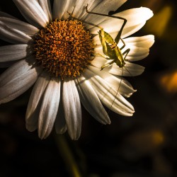 Nature fine art summer flower with insect