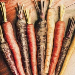 Rainbow carrots. Vintage cooking illustration 