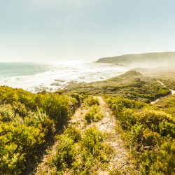 Misty ocean wilderness
