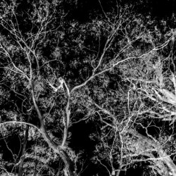 Of a elaborate design