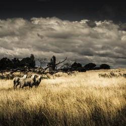 Tasmania landscape of an outback cattle station