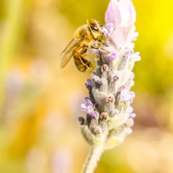 Lavender bee