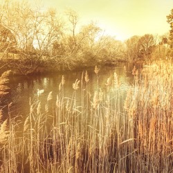 Richmond Tasmania riverscape