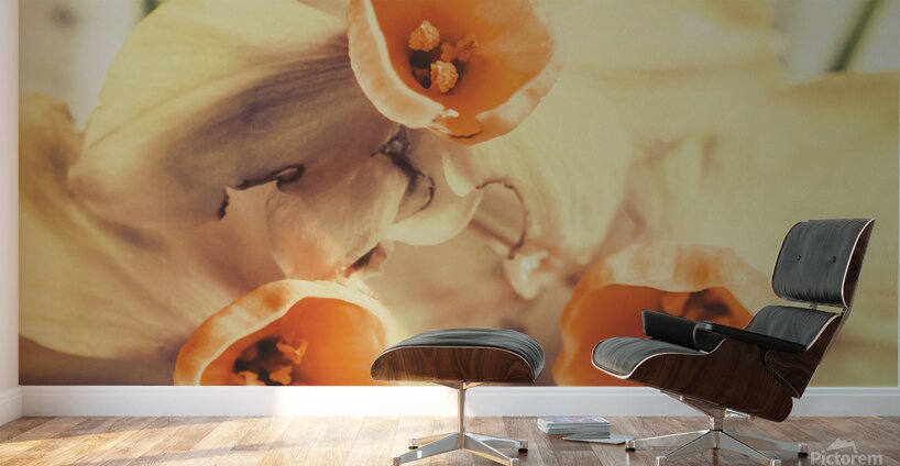 Toned vintage spring daffodils Wall Murals