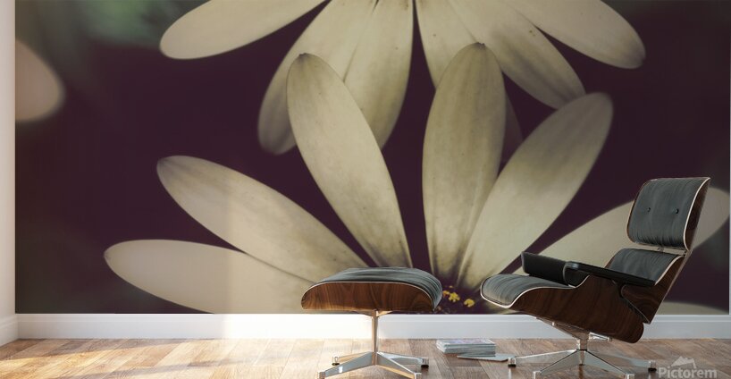 Two daisies growing in a spring garden field Wall Murals