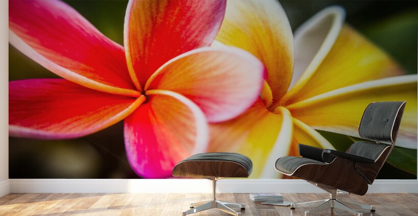 Colorful tropics Wall Murals