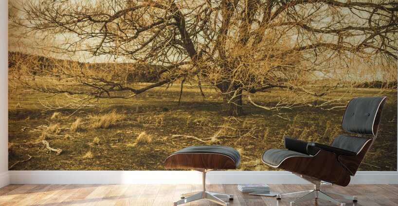 Dead tree in seasons bare Wall Murals