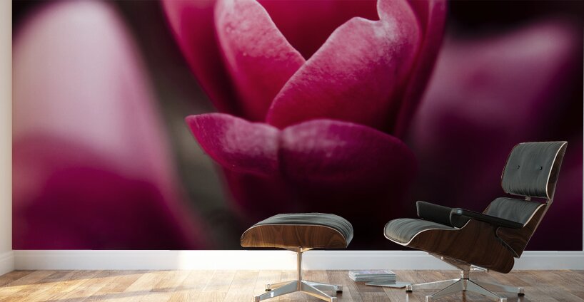 Sparaxis Grandiflora flower macro Wall Murals