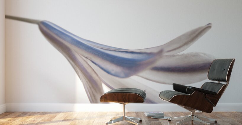 Blue Bell Agapanthus flower  Wall Murals