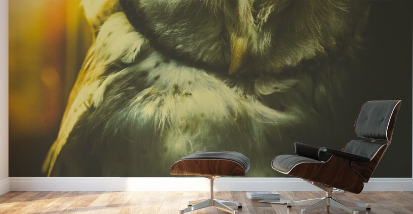 Night owl Wall Murals