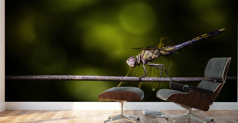 Colourful australian dragonfly at insect crossing Wall Murals