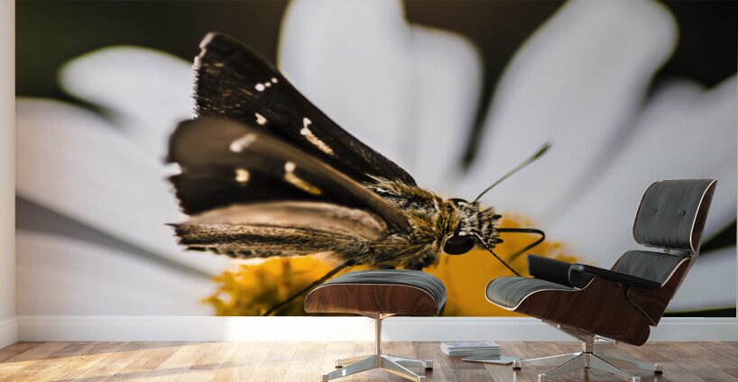 Moth insects on a bright and lush garden flower Wall Murals