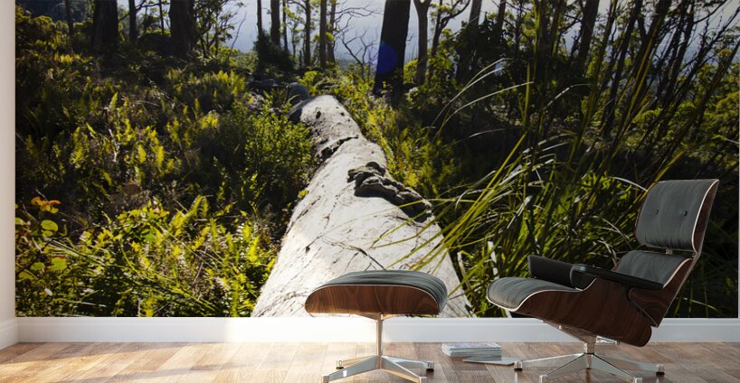 Explore tasmania Wall Murals