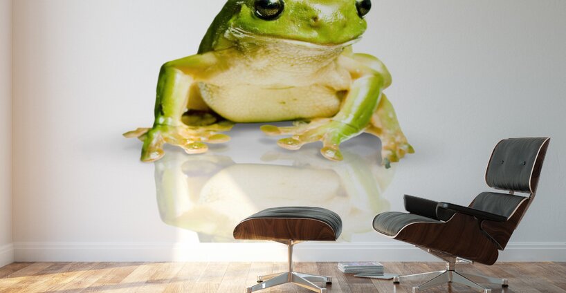 Green Tree Frog Wall Murals