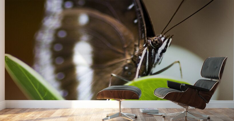 Beautiful Butterfly Wall Murals
