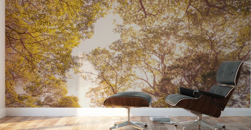 Beyond the pines Wall Murals